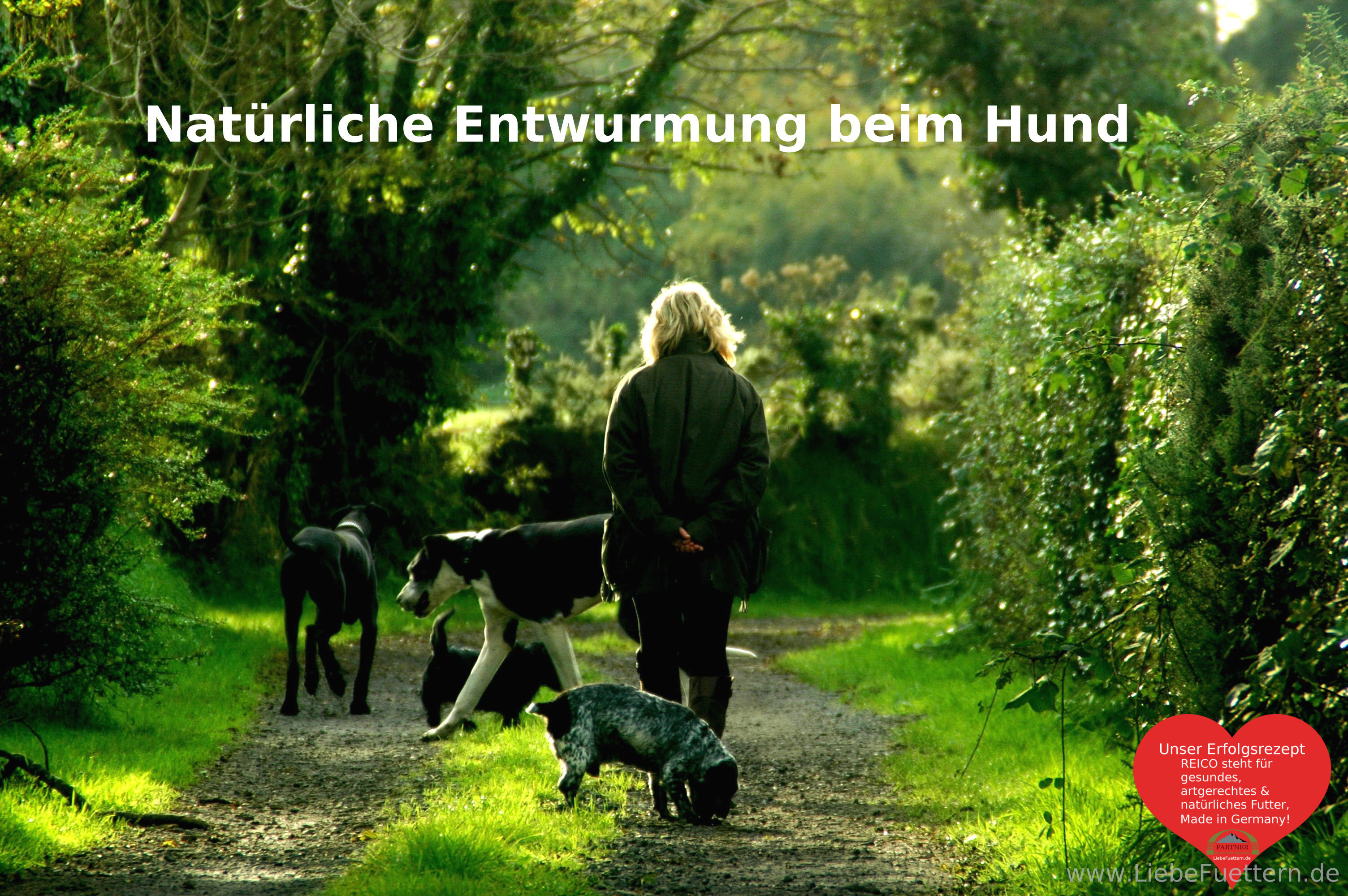 Wurmbefall beim Hund Natürliche Entwurmung beim Hund Reico