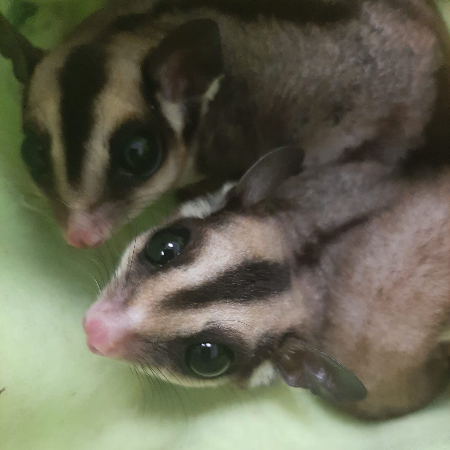 Petauri dello zucchero Dr Luca Re Veterinario Animali Esotici