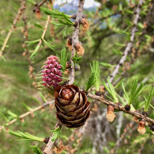 Wie blühen Nadelbäume? - Botanik Exkursionen