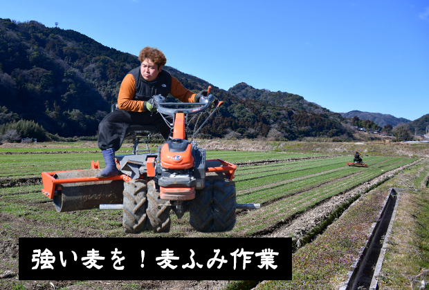 大分発！！　麦踏み　ローラー 強い麦を！麦ふみ作業 - 大分県国東市安岐町の農業法人