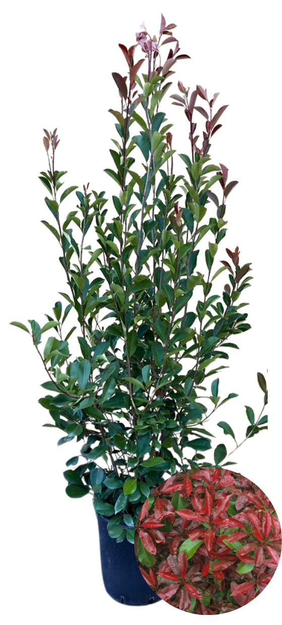 fargesia robusta campbell kübel Fargesia robusta Campbell kaufen – Bambushecke – Gräserwelten