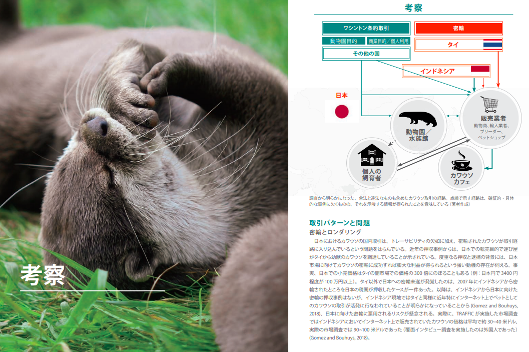 日本に向けたカワウソの違法取引と高まる需要の緊急評価 Kawauso Inochi ページ
