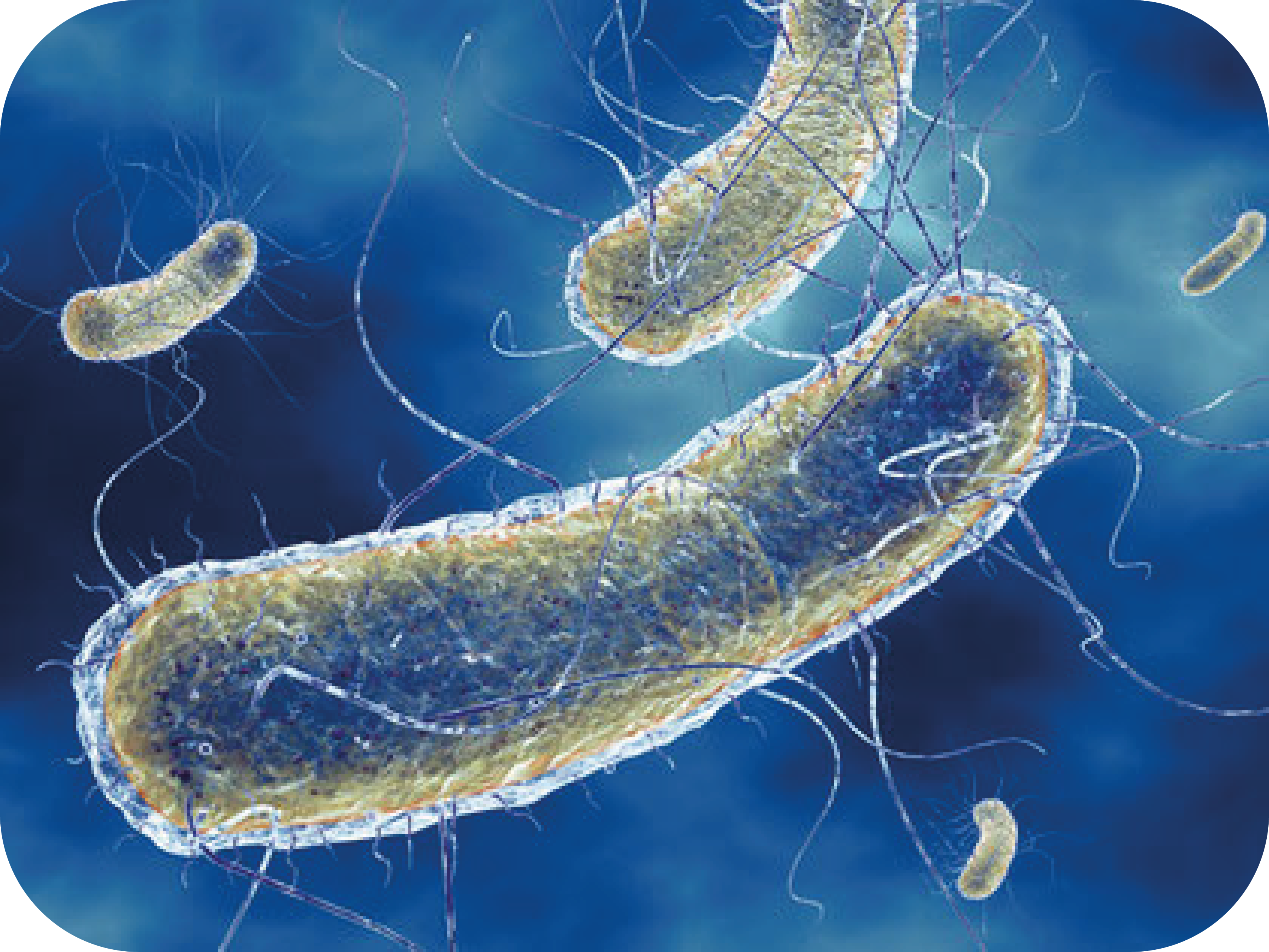 Болезнетворная бактерия палочка. Кишечная палочка Escherichia coli. Bacillus licheniformis. Бактерия Escherichia coli. Bacillus licheniformis колонии.