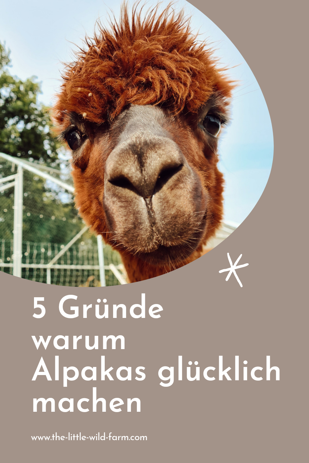 5 Gründe warum Alpakas glücklich machen - the.little.wild.farm / Gesamte Kollektion - Farm um's Herz