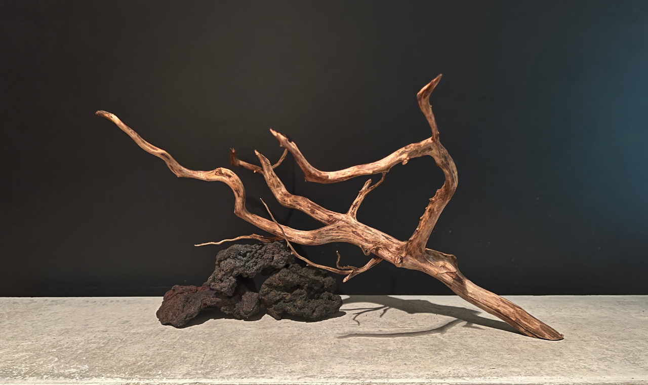 レイアウト用流木 こだわりのレイアウトを作りたい方必見‼︎超おすすめ流木のご紹介