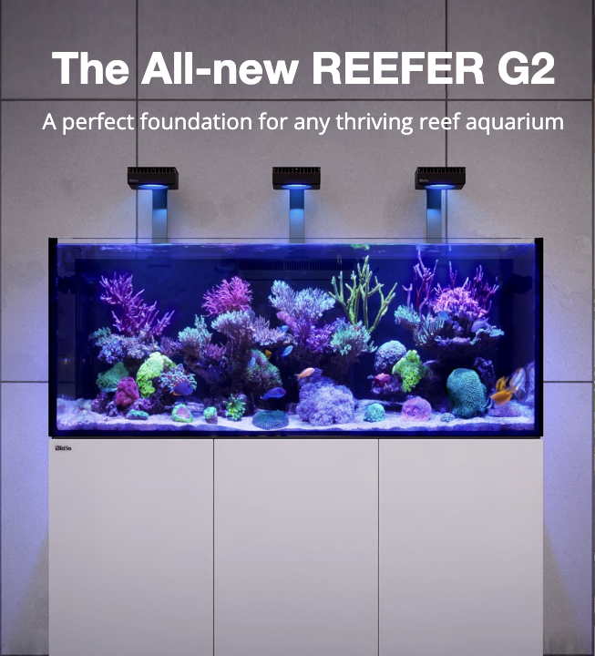 レッドシー REEFER 250 G2 ホワイト オーバーフロー水槽 海水魚 サンゴ
