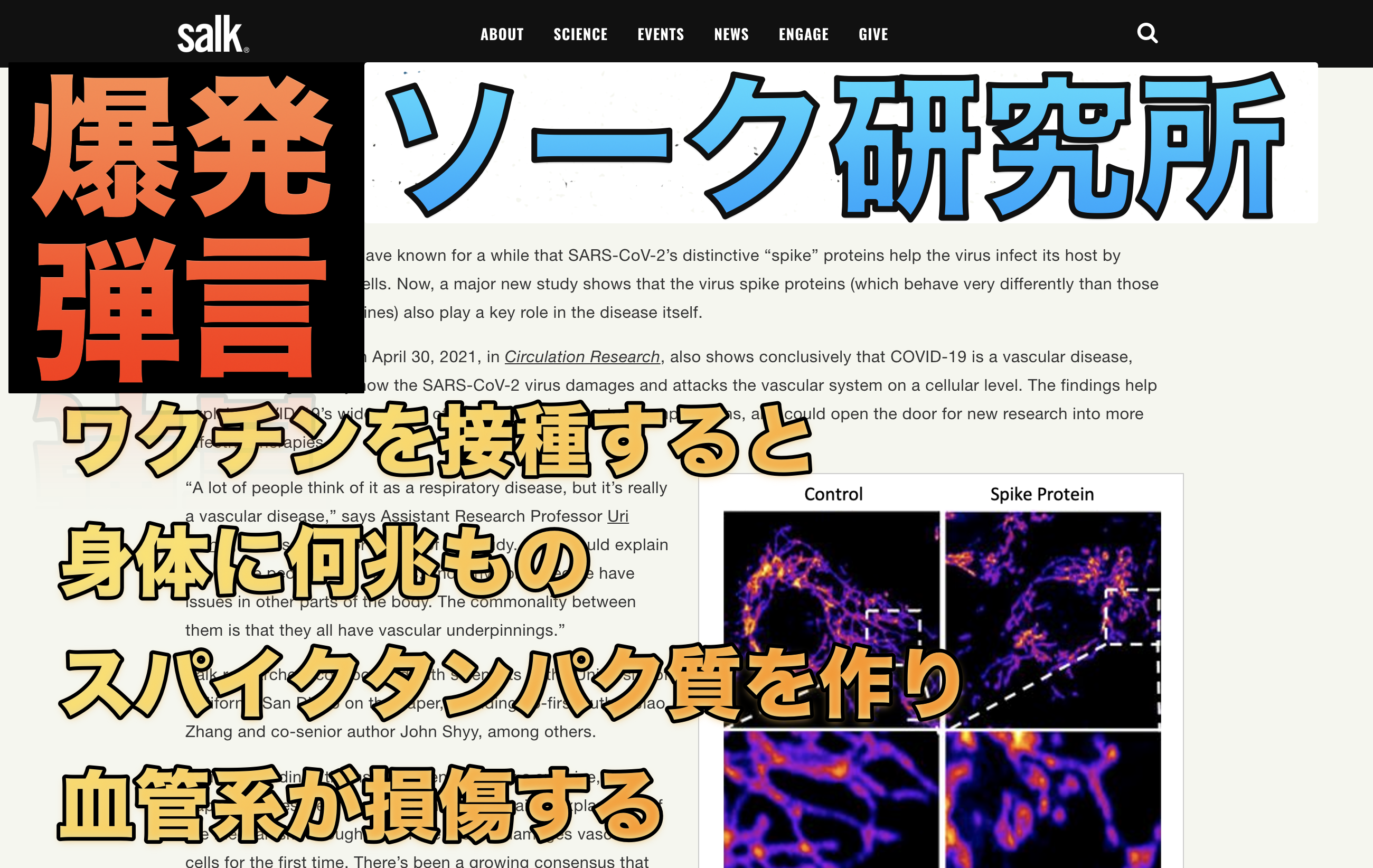 コロナワクチンの真相 ソーク研究所 新型コロナウイルスのスパイクタンパク質がさらに重要な役割を果たしている Subcultureat Nhkの大嘘 真実の世界サブカルチャー史 コロナワクチンの真相 ソーク研究所 新型コロナウイルスのスパイクタンパク質がさらに重要な役割を果たしている Subcultureat Nhkの大嘘 真実の世界サブカルチャー史