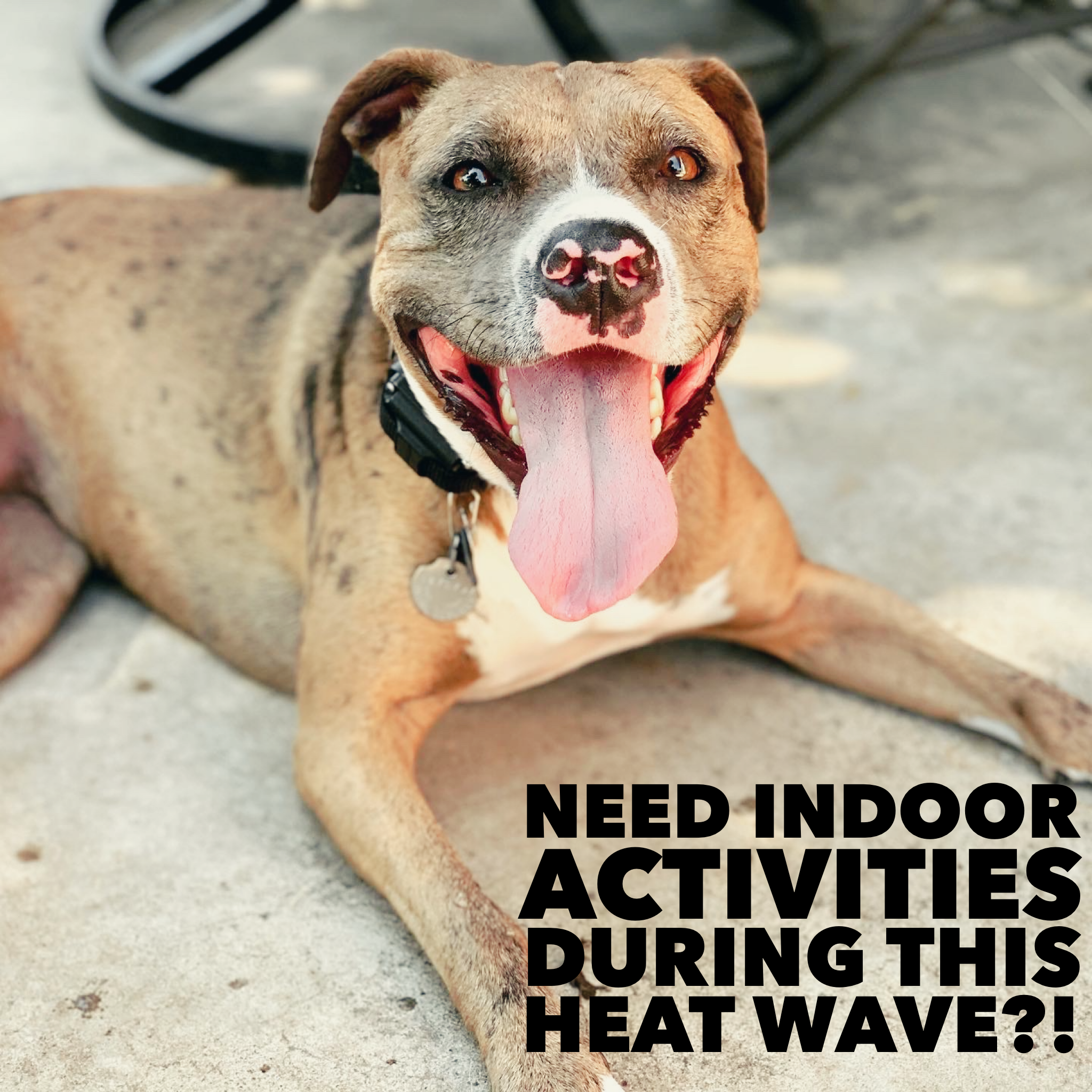 Indoor places to take dogs clearance