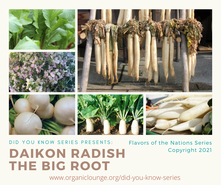 Daikon Radish, The Big Root ORGANIC LOUNGE/ Holistic Life Concepts