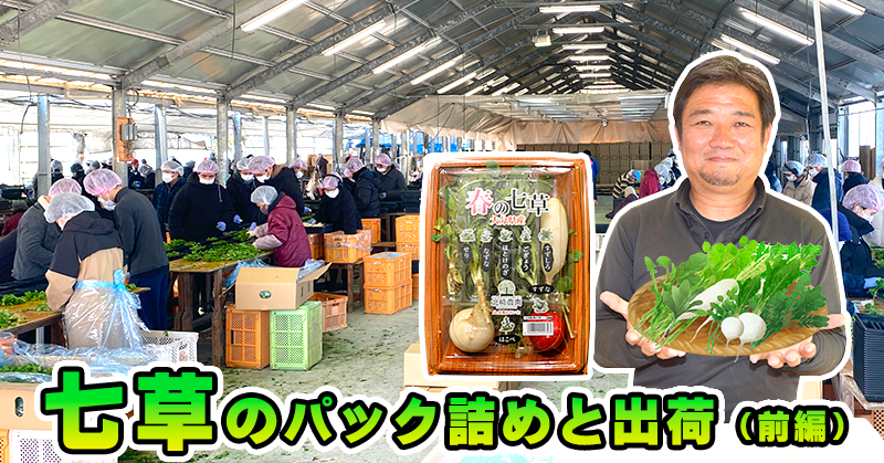七草のパック詰めと出荷（前編） - 北崎農園（七草、水稲、にんにく