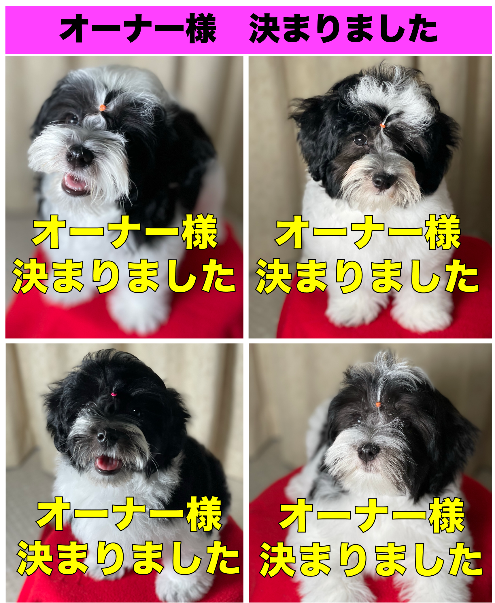 新しいオーナー様決まりました＊