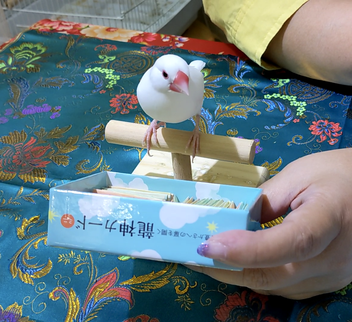 横浜中華街で初 可愛い文鳥占い 横浜中華街 占い 吉祥天女