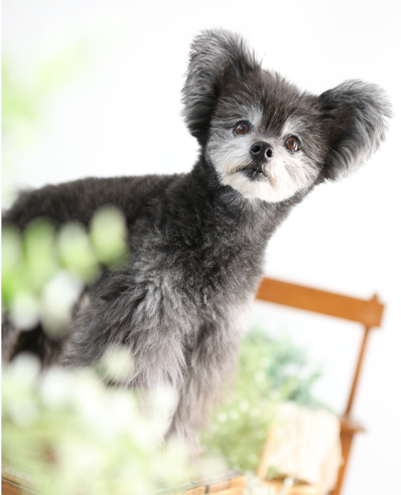 長十桜/ポメラニアン×プードル - 心からの演技ができるペットタレント