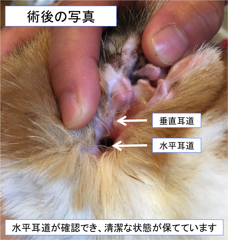 猫の耳垢腺癌 立川市 昭島市 日野市 動物病院 トリミング 送迎