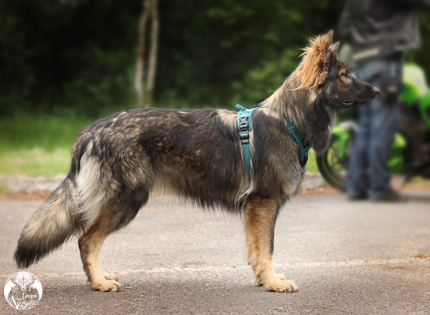 L'ancien type » du Berger Allemand - Site de lesloupsdargoat !, image size:1500x1100