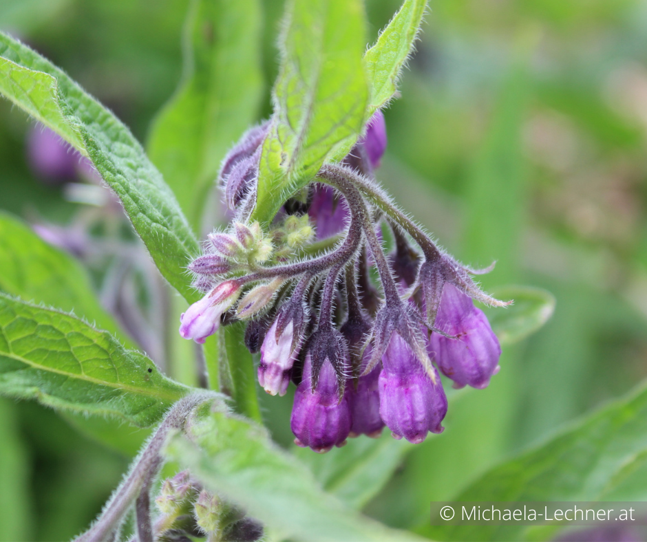 Inhaltsstoff Beinwell Gesundheit