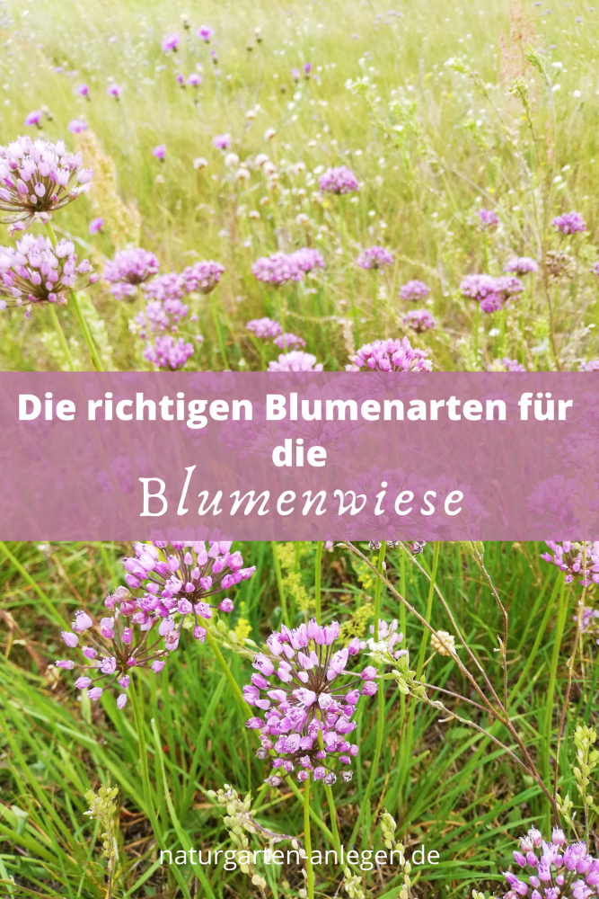 WELCHE BLUMENARTEN GEHREN INS BLUMENWIESEN-SAATGUT? - Mareike Fedders