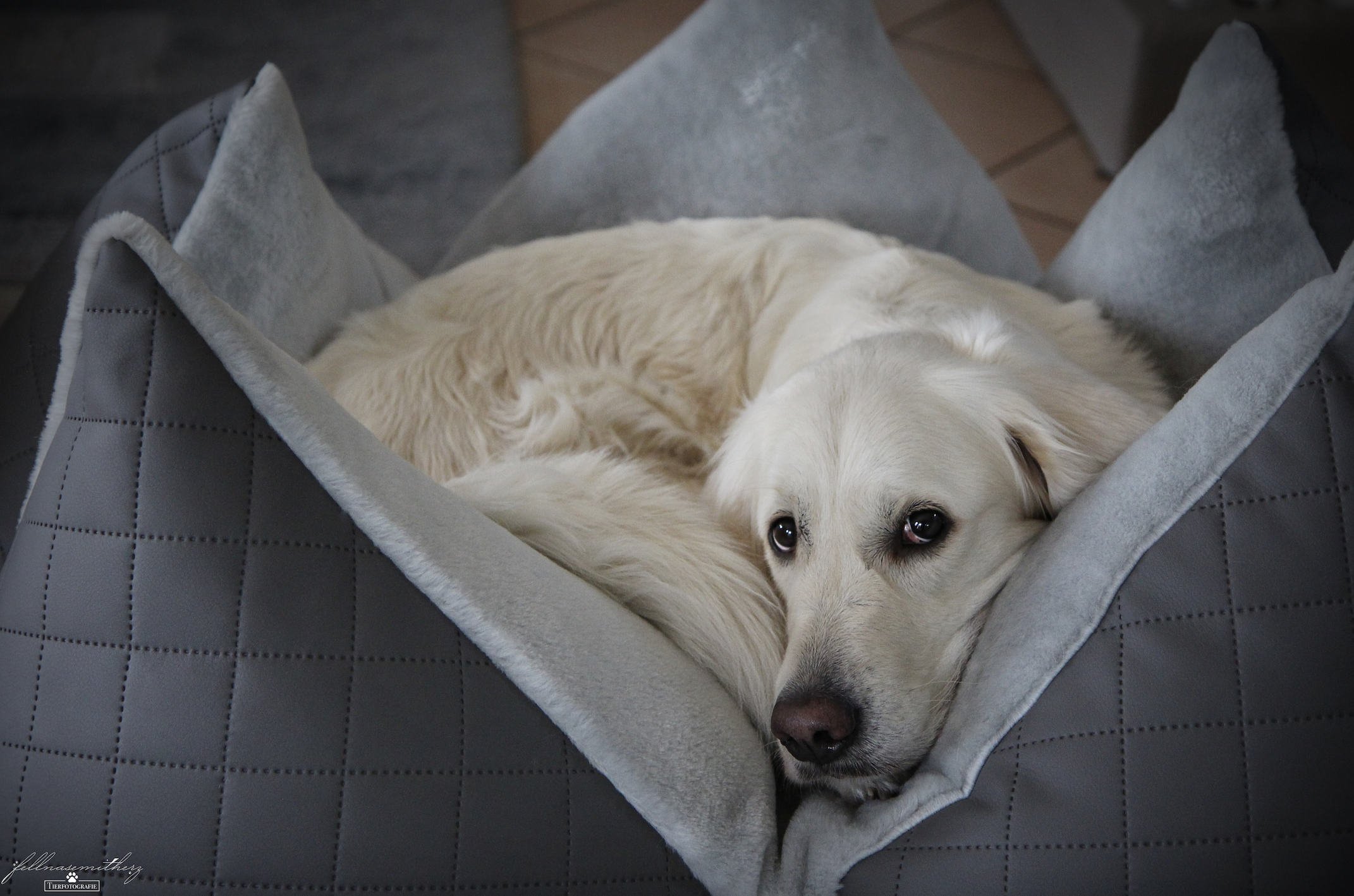 Produkttest: Das FLUM Hundekissen - fellnasemitherzs Webseite!