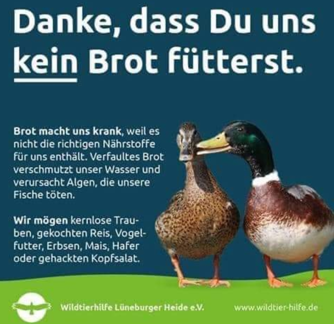 Bitte keine Enten füttern. Es macht die Enten nur krank. Gemeinsam
