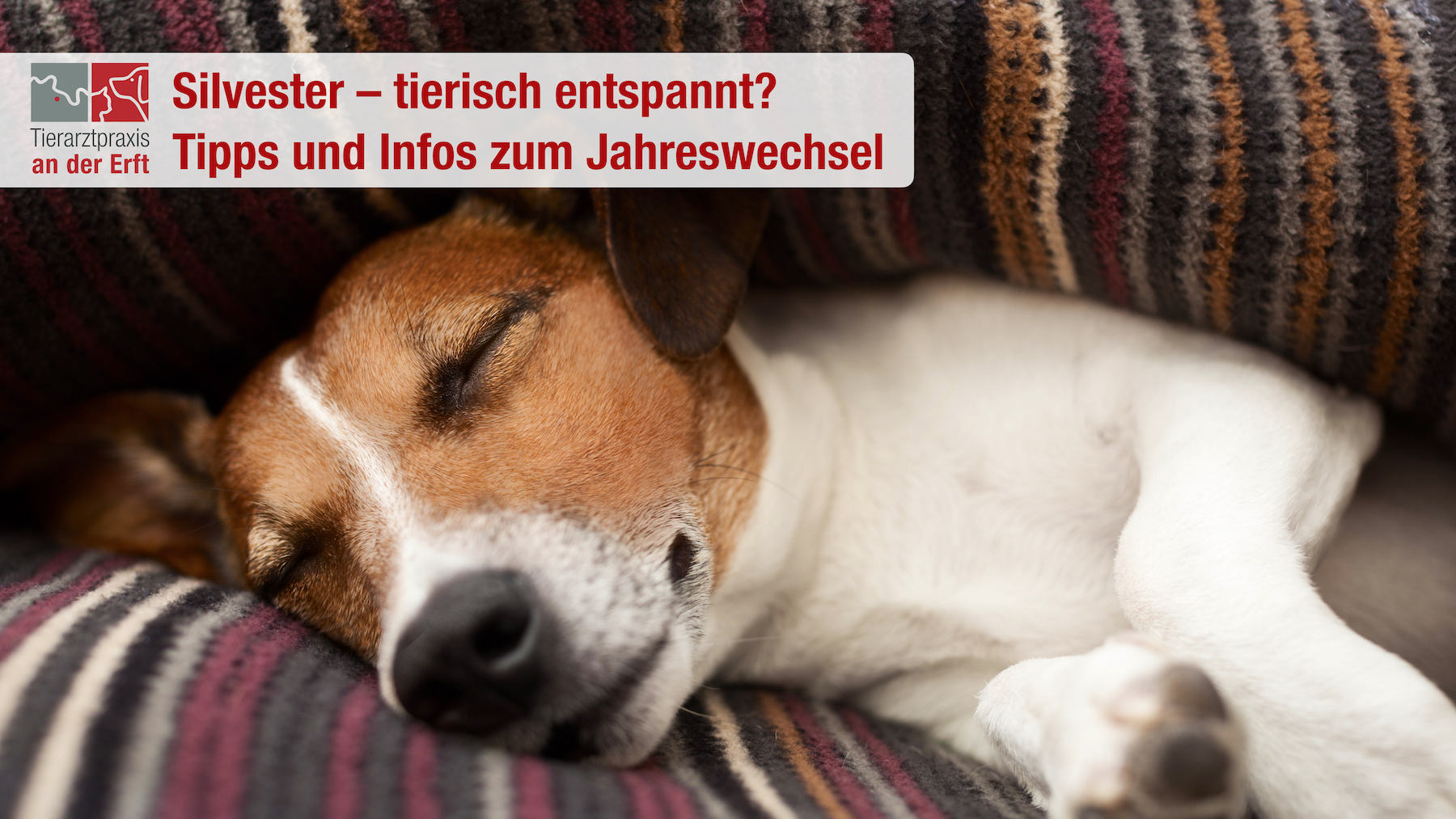 silvester tierisch entspannt tipps und infos zum jahreswechsel tierarztpraxis an der erft