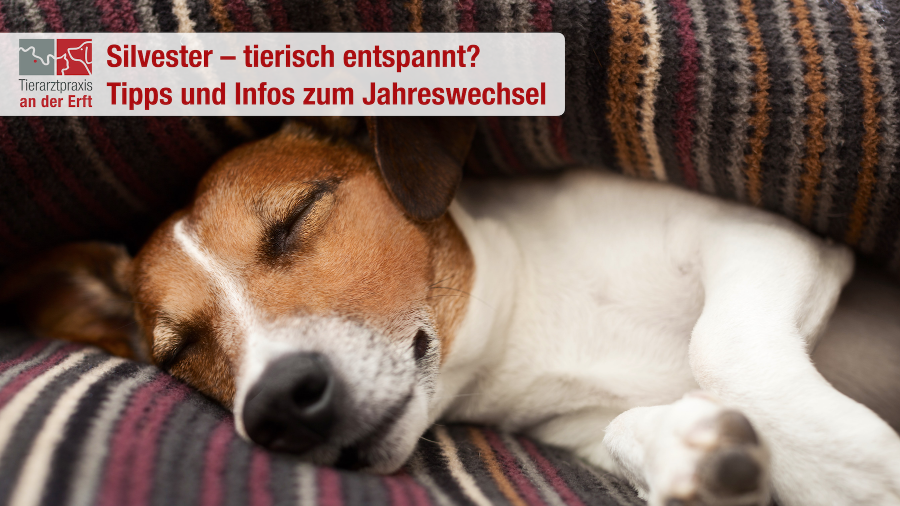 Silvester tierisch entspannt? Tipps und Infos zum Jahreswechsel! -  TIERARZTPRAXIS AN DER ERFT