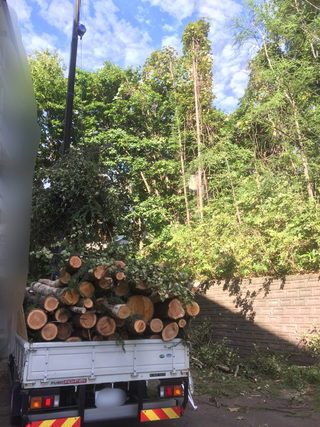 庭木の伐採。運搬