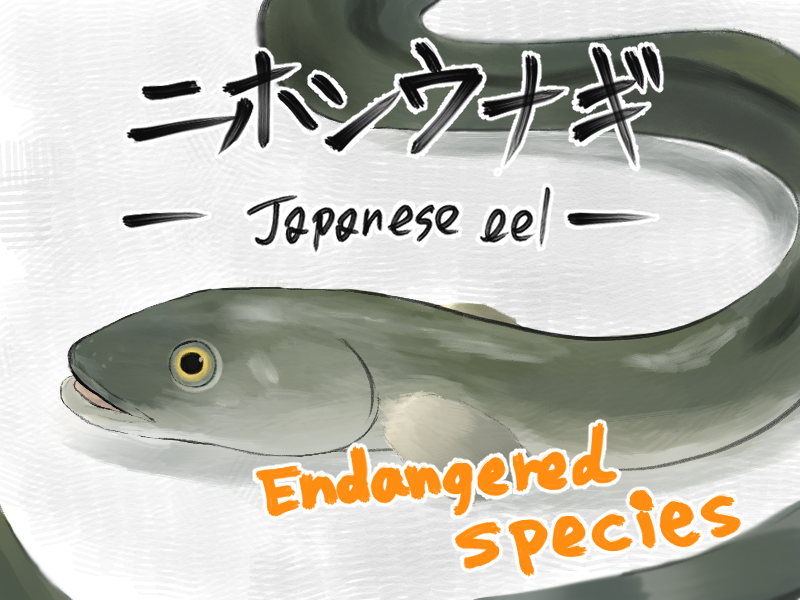日本の食卓からソウルフードが消える ニホンウナギ エコロジーオンライン 日本の食卓からソウルフードが消える ニホンウナギ エコロジーオンライン