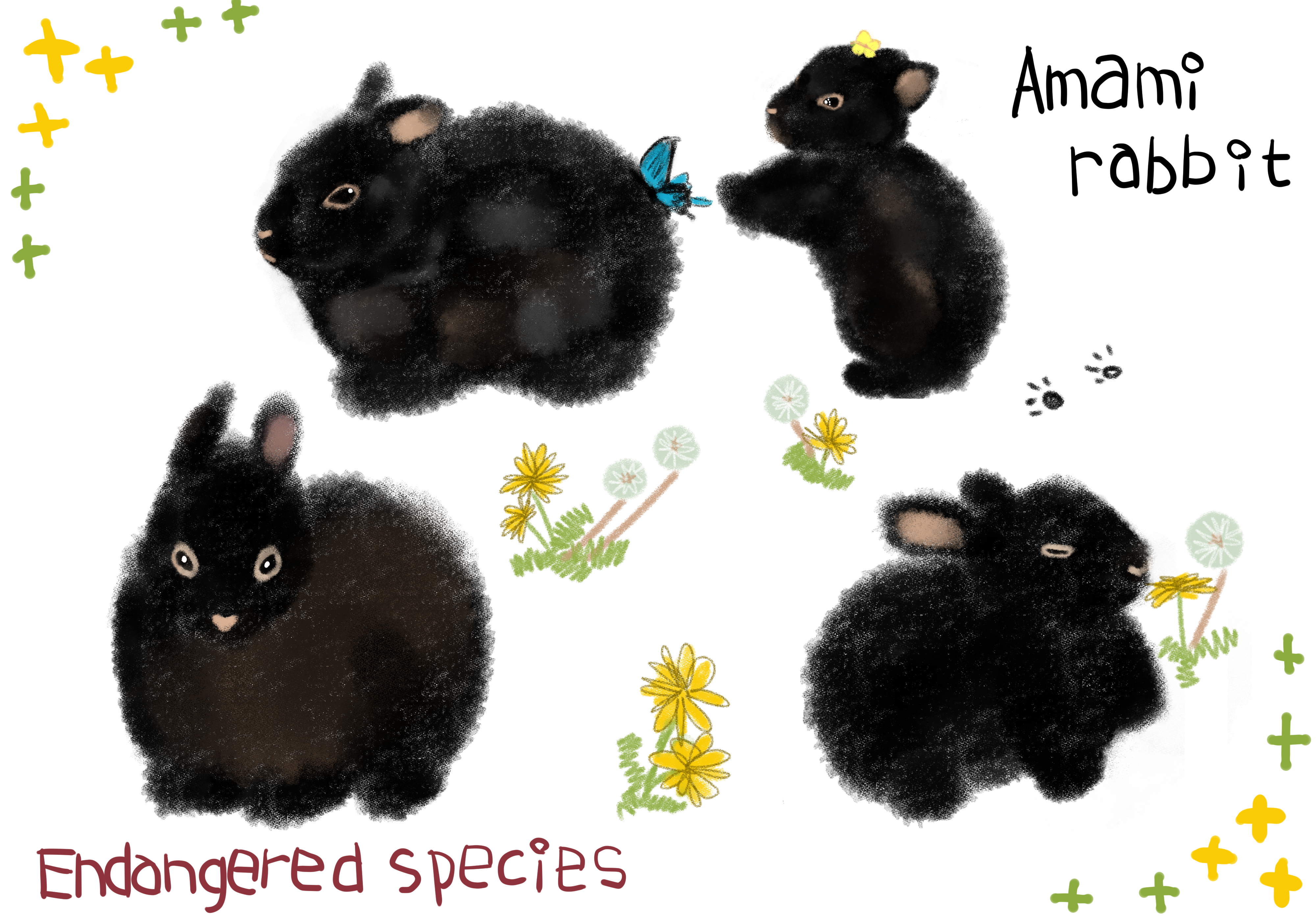 真っ黒な特別天然記念物 アマミノクロウサギ エコロジーオンライン