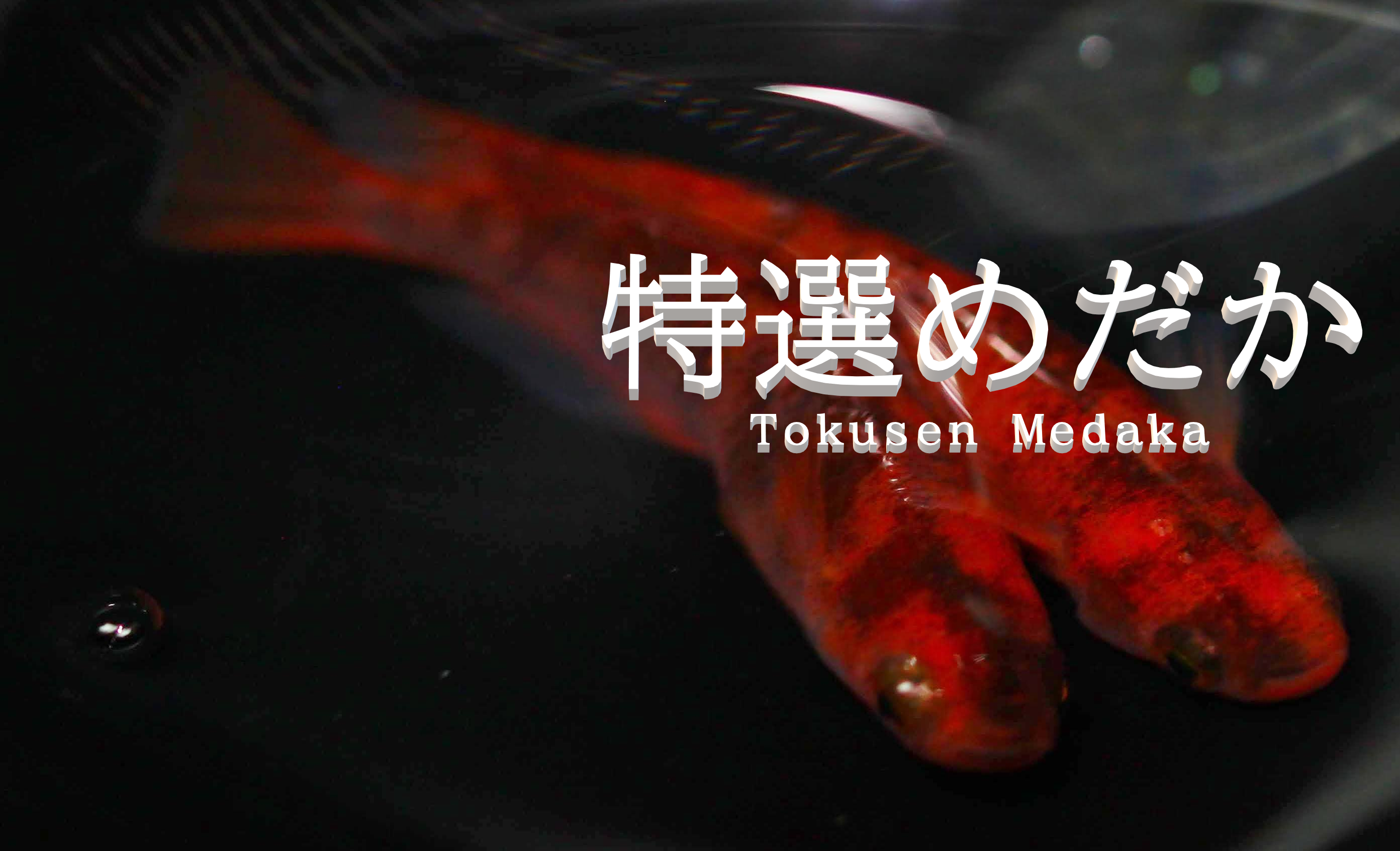 ブログ - tokusenmedaka 特選めだか メダカ・成魚・卵など通販