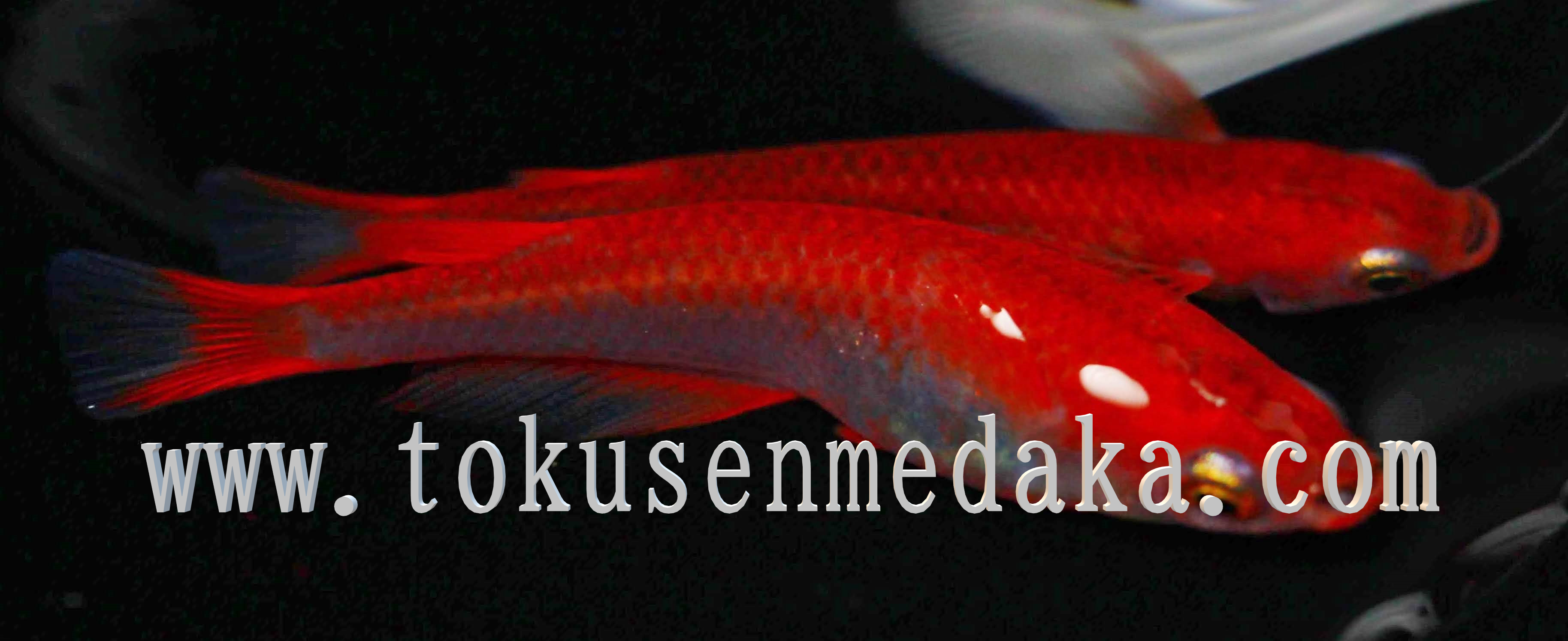 めだかの卵の有精卵と無精卵の見分けかた Tokusenmedaka 特選めだか メダカ 成魚 卵など通販 三色錦 紅白 ラメ