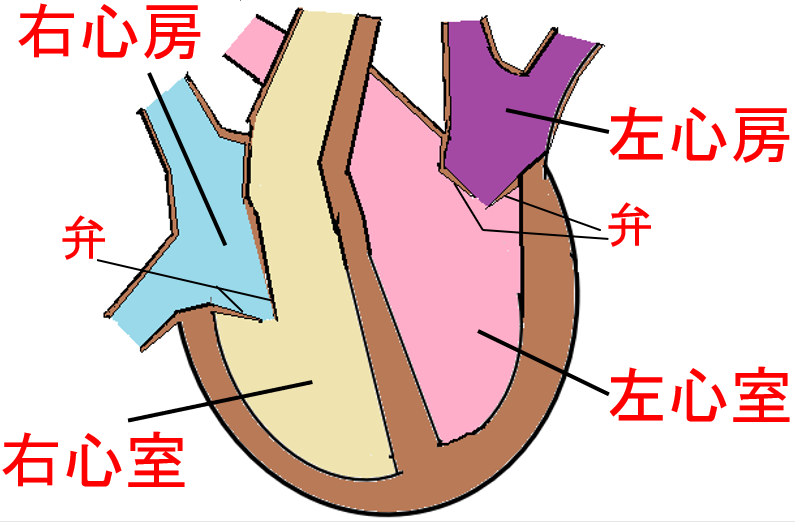 中学理科 血液の循環 基礎 教科の学習