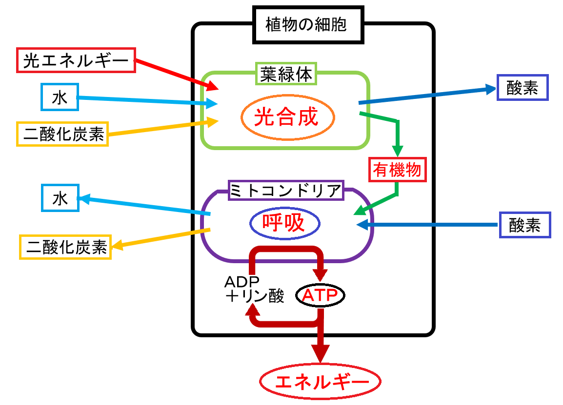 生物基礎 光合成と呼吸 概略 教科の学習