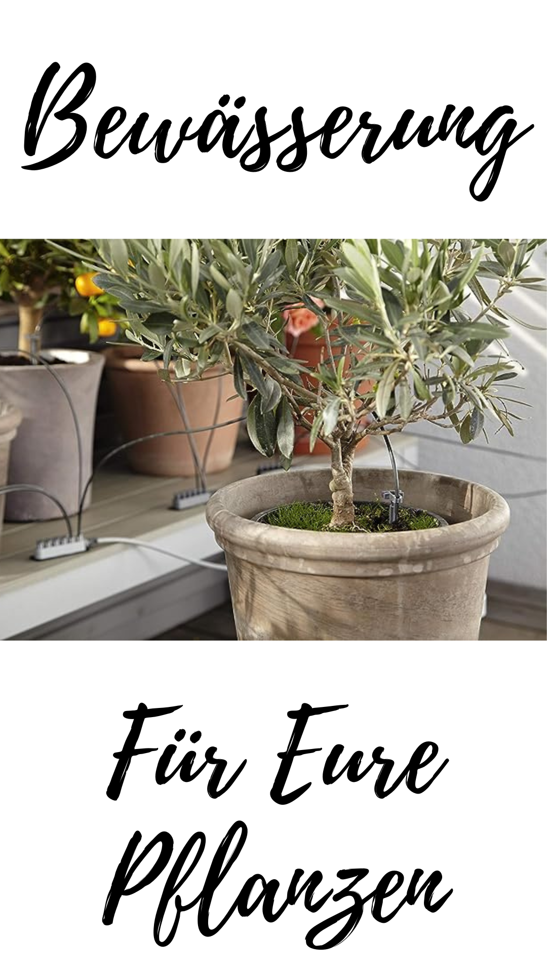 olivenbaum hochstamm kaufen Olivenbaum / Olea europaea online kaufen