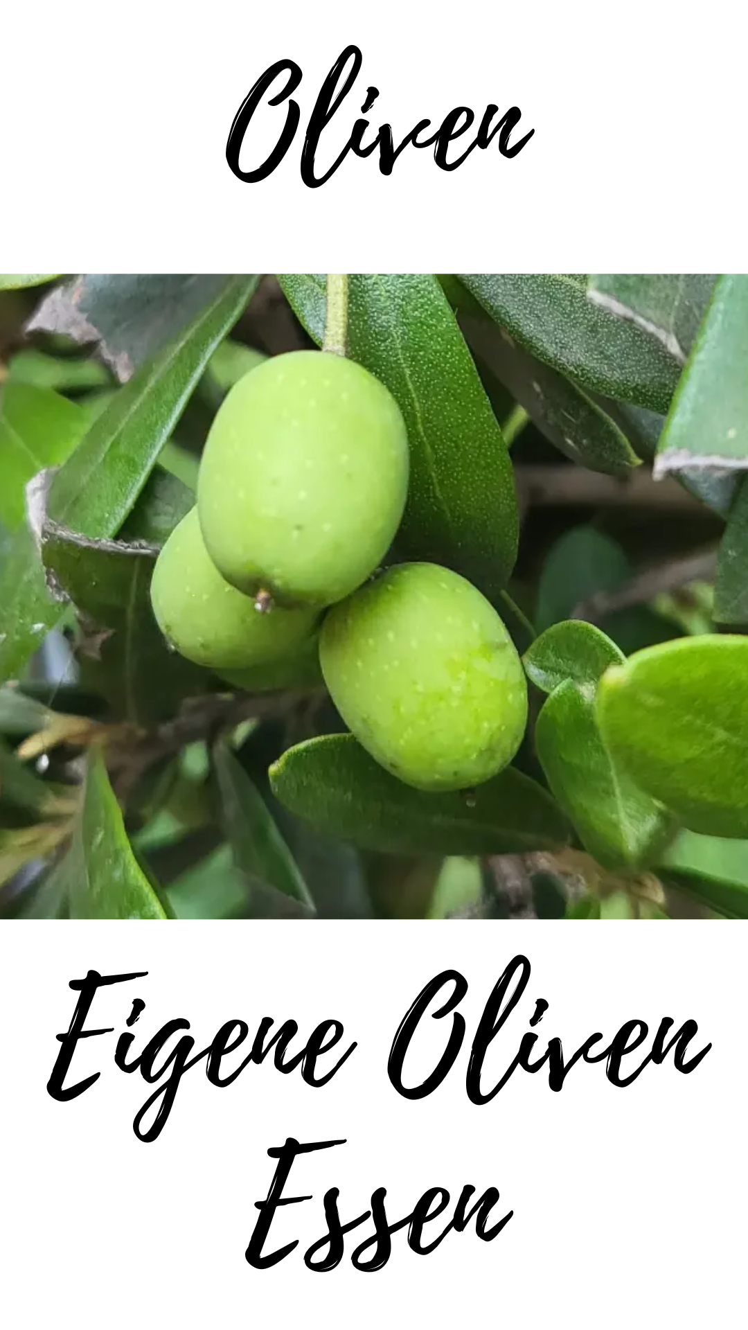 Kann man Oliven direkt vom Baum essen? - LUXOLIVO Olivenbume