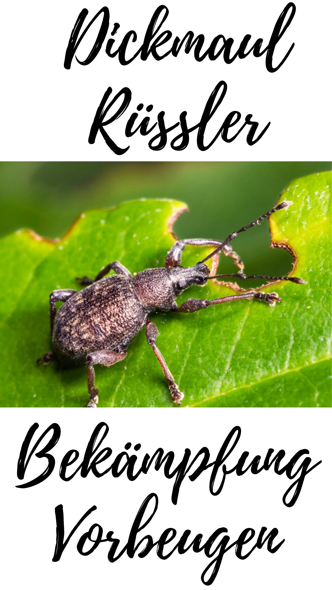Dickmaulrssler - LUXOLIVO Olivenbume