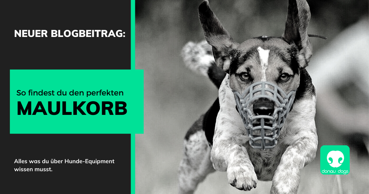 So Findest Du Den Perfekten Maulkorb Donau Dogs Hundeschule Wien