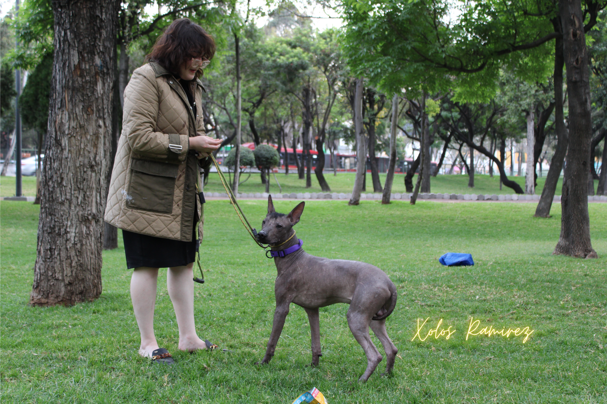 The AKC Racial Standard of Xoloitzcuintle. criadero de perros