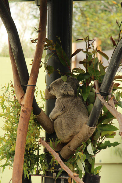 San Diego Zoo Koalas Travel with Toddler and Baby