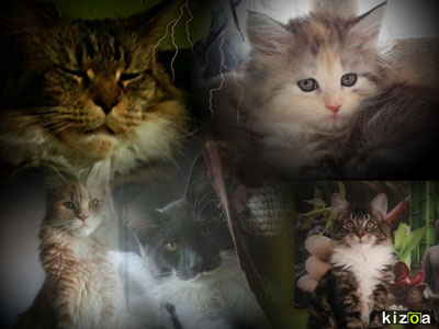 Soulfly Maine Coon Cattery Soulfly Mainecoonsjimdocom