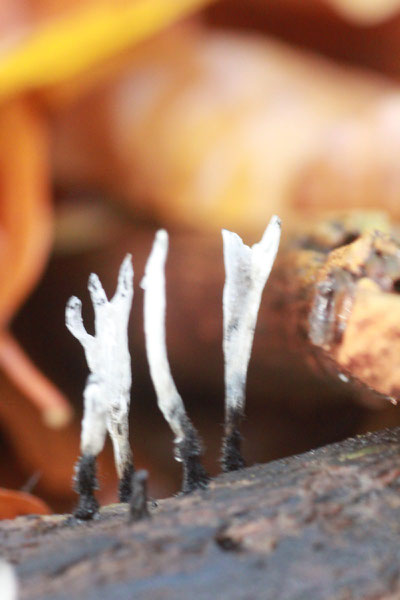 Geweihförmige Holzkeule - ein interessanter Pilz