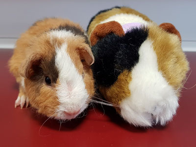 Hobbyzucht Von Us Teddys Und Glatthaar In Schoko Buff Creme Weiss Und Schwarz Buff Creme Weiss Syltermeerschweinchens Webseite