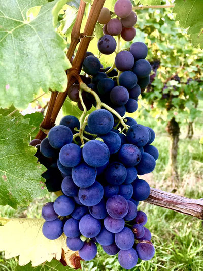               Weinberge am Kappelberg, Fellbach, Germany