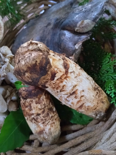 天然きのこ料理おすすめ国産松茸フルコース料理懐石松茸きのこ料理専門店料亭割烹絶品食事処和食処名古屋から日帰りきのこ鍋松茸どびん蒸し焼き松茸グルメランチ愛知岐阜恵那中津川付知峡苗木城跡岩村東濃東海地方コロナ対策3密回避個室貸切安全ランチ和食レストラン日本料理美菜ガルテンふるかわ