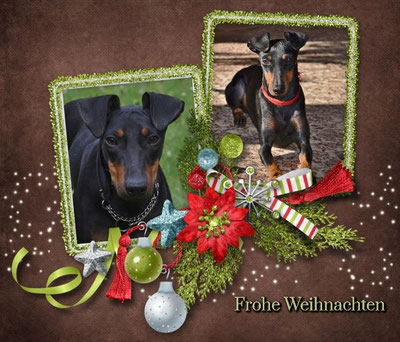 Bild, weihnachtlich, Hund, Manchester Terrier, black and tan, Frohe Weihnachten