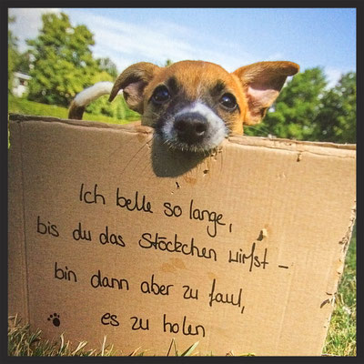 Newsletter Jimmy und Katz