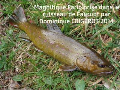  Association "Les Truites du Bonhomme"