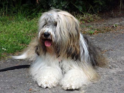 Srinagar Danda Da-cha Milica