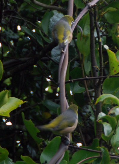 Two Silvereye near Ackers Point. 