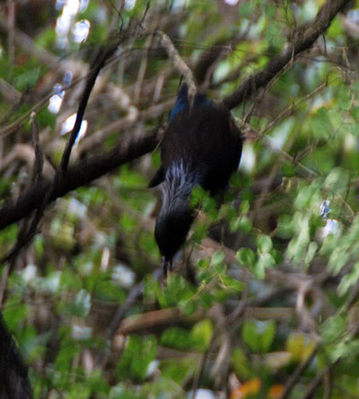 Tui appearing to dive vertically, Ackers Point path, Stewart Island.