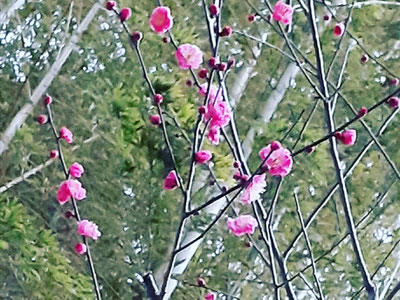 紅梅/＜鎌倉花便り２月＞